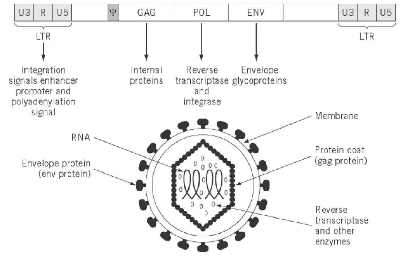 Retroviruses Assignment Help Homework Help Live Online Biology Tutoring